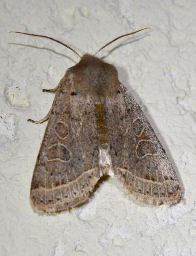 Orthosia cerasi